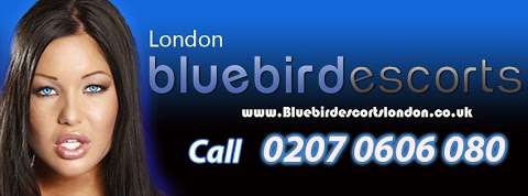 Bluebirds London photo